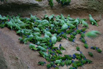 Mealy Amazon and Blue-headed Parrot at Saladero de Loros clay lick